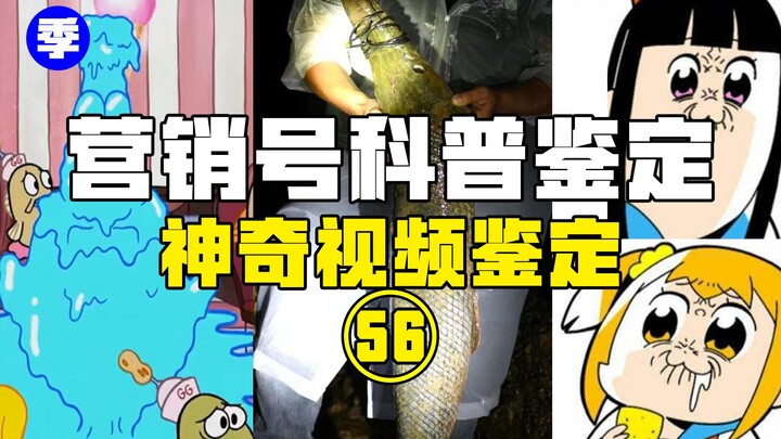 【鉴定热门】我国多地出现鳄雀鳝到底是谁的问题？派大星的地狱是怎么形成的？