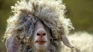 Is wool actually useful?