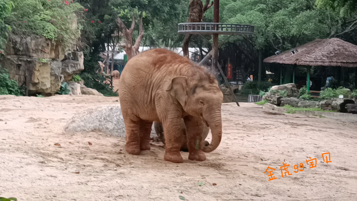 【Voi châu Á】Chú voi mập tròn hơn cả quả bóng bên cạnh!