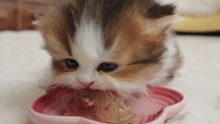 Lần đầu tiên chú mèo con ăn đồ hộp, nó thèm quá!