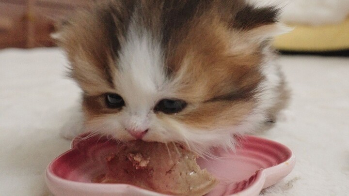 When the kitten eats canned food for the first time, he is so greedy!