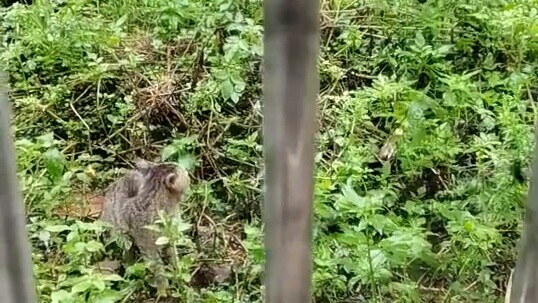 Kucing: Apa yang terjadi? !