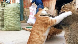 Sedang mengerjakan pekerjaan pertanian, ke mana pun aku pergi, anak-anak kucing selalu mengikutiku, 