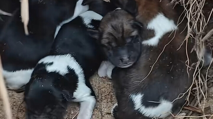 Vương Tài, sao anh lại chạy ra ngoài sinh con vậy? Nhà rộng như thế mà không có chỗ nào thích hợp là