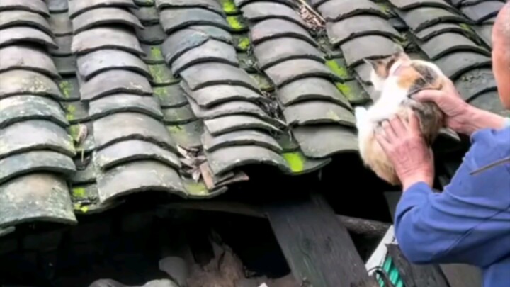 แมว: ฉันมันช่างซวยจริงๆเลย