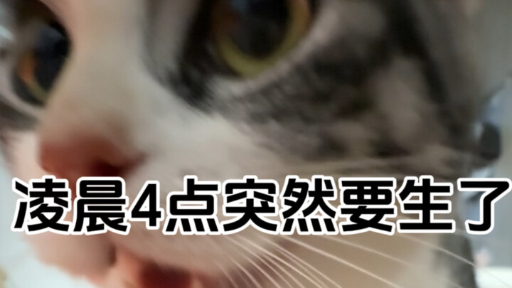凌晨4点突然要生了，第一次给咪咪接生