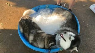 huskies need tube ice for relaxing 😎 | Dog lifestyle