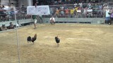 3 cock Derby. 3rd fyt draw(Boston Roundhead)