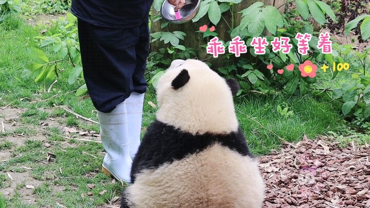 【大熊猫和花】爷爷一叫就来了，自己乖乖坐好喝药药，小朋友的好榜样