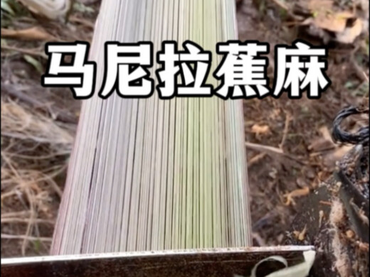 Sợi abaca ở Manila, Philippines, có giá trị kinh tế chủ yếu nằm ở những sợi dài, chất lượng cao tron