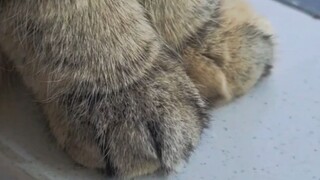 เจ้านาย ทุเรียนกูดของคุณขึ้นราแล้วนะ
