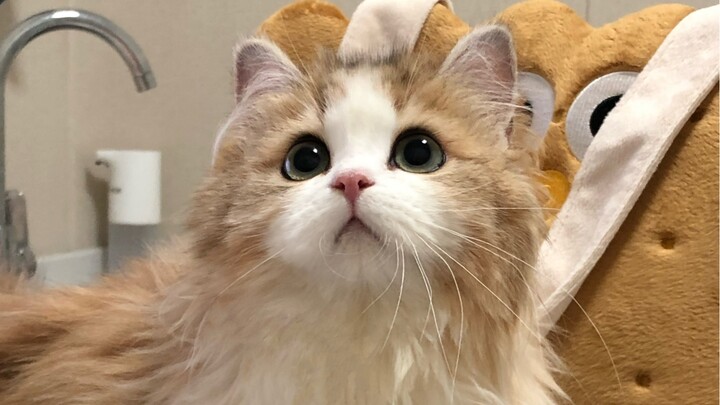 เจ้านายถามว่าทำไมฉันมาสาย ฉันเลยโชว์แมวของฉันให้เธอดู