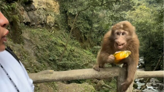 Today I will challenge myself to climb Mount Emei and teach monkeys!
