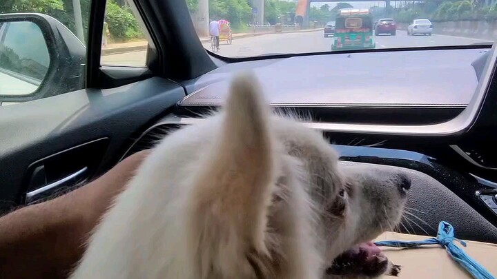 Cute Dog Enjoying a Car Ride 🐶🚗❤️