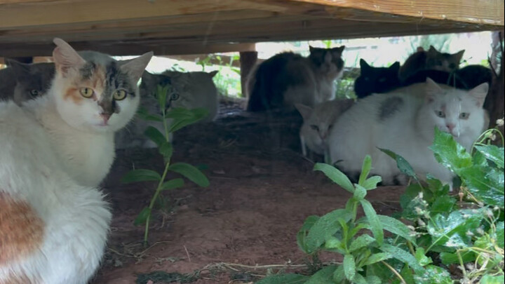 Tiba-tiba hujan deras turun, cek kondisi di berbagai bagian padang rumput.