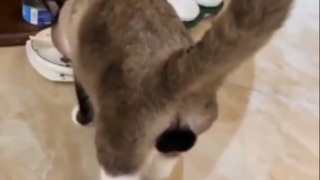 你可以叫我逻辑猫，也可以叫我唧唧猫，但是你不能叫我蛋！蛋！猫！