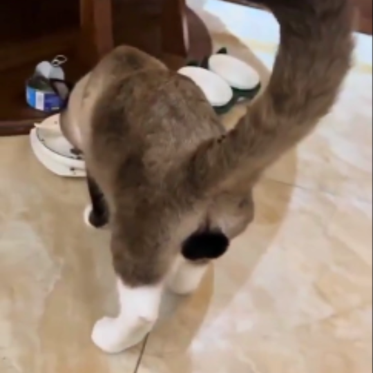 你可以叫我逻辑猫，也可以叫我唧唧猫，但是你不能叫我蛋！蛋！猫！