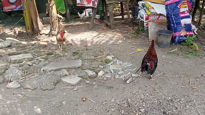 paloan