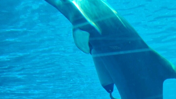 มาดูโลมาเล่นซนกัน!