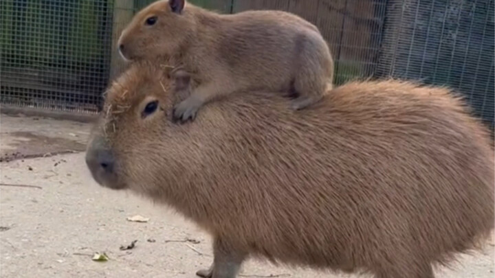 Chú cao cát nhỏ: Ba ơi, ba định đi đâu vậy?