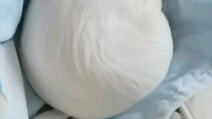 ลูบขนมปังนึ่งสีขาวตัวใหญ่ที่ร้องได้ ใครบ้างจะไม่หลงใหลล่ะ?