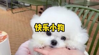 A dog's happiness can't be hidden.