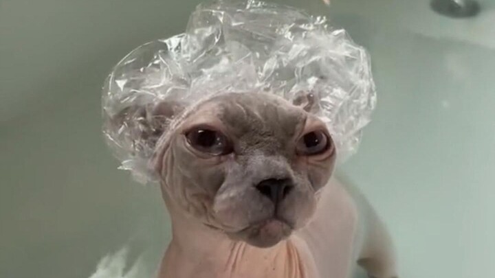 Bathing My Cool, Hairless Cat at Home