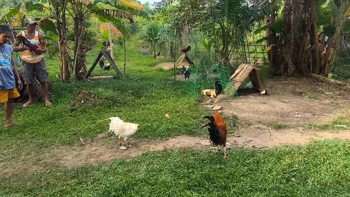 4yr old boston white vs unkown bloodline 1 time winner gold 3yr old.