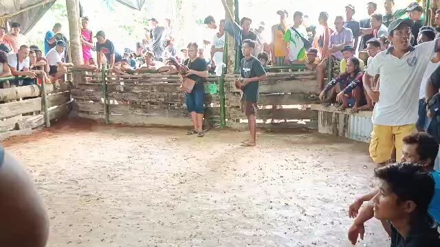 Pure Lemon Banahaw win at Port Barton