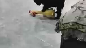 กล้าดียังไง ถึงกล้าดูหมิ่นพี่นกพิราบของฉัน!