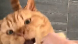 Empat seri kucing memainkan mata untuk si buta