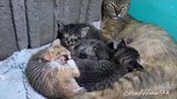 Peku + Mama And Kittens