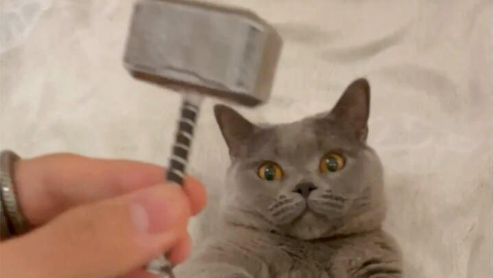 The Wild Transformation: How My Cat Changes Before and After Meeting Big & Little Hammers