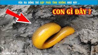 Ra ngoài ruộng thì bắt gặp phải Thứ Này
