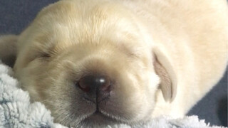 Kamu pikir ini hanya seekor anak anjing biasa