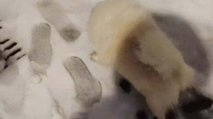 [Pomeranian] Sly Puppy Gets Slippery on Camera