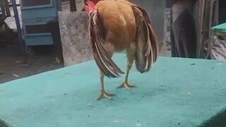 Isa-Isa lang