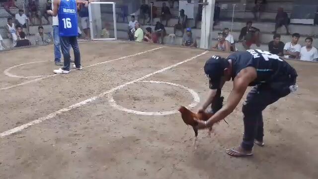 sipring game fowl                                                   @champion 2hits cockpit arena