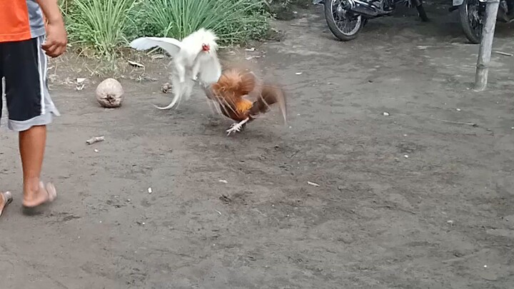butaw ng manok na panabong