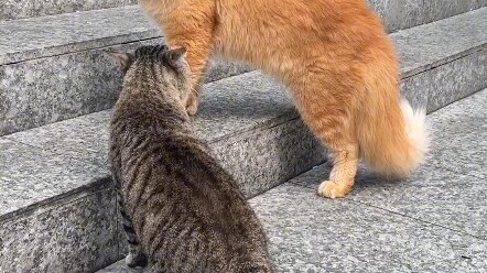 المهانة في مواجهة ماين كون مع قطّ الحقل الصيني: ماين لا يملك أي فرصة للفوز.. والأكثر إهانة: ماين قطّ