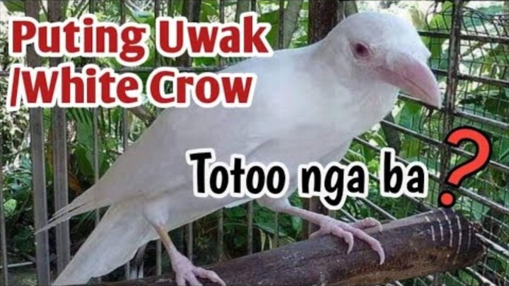 Naka kita naba kayo nang Puting uwak😲😯😱