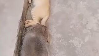 Jerry has been working out