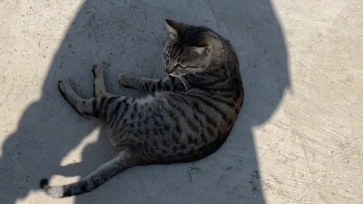 หยุดแมวจากการสังเคราะห์แสง