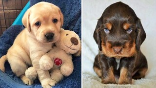 AWW CUTEST BABY ANIMALS videos compilation cutest moment of the animals - Cutest Puppies #2