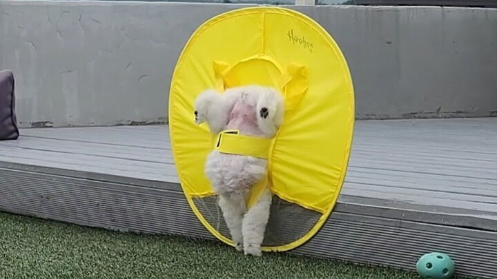 Reasons why you shouldn’t leave your dog alone on a rainy day