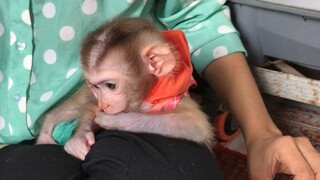 Baby monkey in the kitchen with Nany