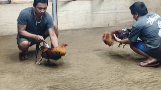 JR3 GAMEBIRDS ROUTINE