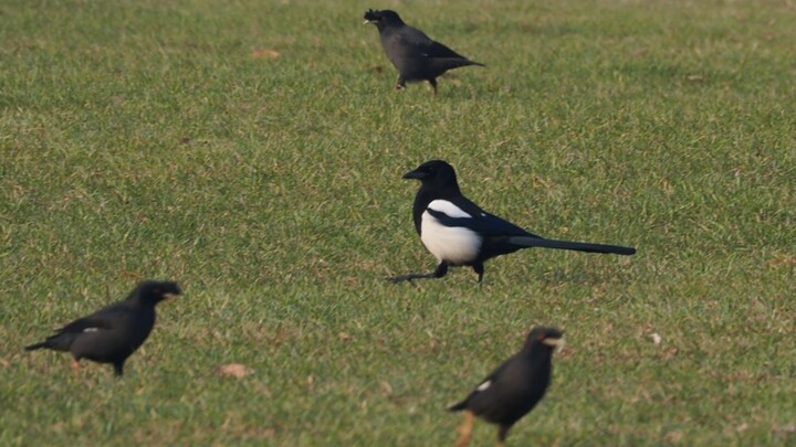 Magpie: There’s a magpie among us.