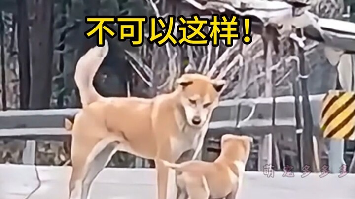 ⚡⚡Check Out My Chinese Village Dog’s Manners!⚡⚡
