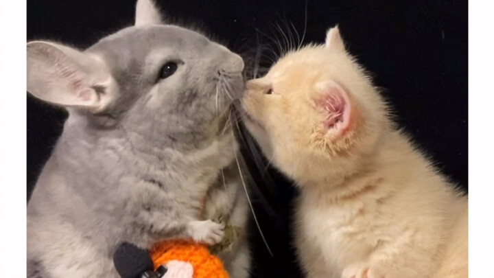 Kucing korban: Saya sangat takut!